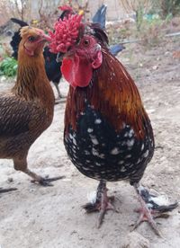 Close-up of rooster