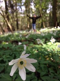 Close up of white flowers blooming outdoors