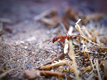 Close-up of ant on field