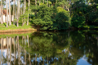 Scenic view of lake in forest