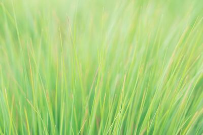 Full frame shot of fresh green grass