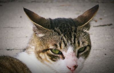 Close-up portrait of cat