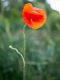 Close-up of red poppy flower