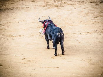 Horse running on sand