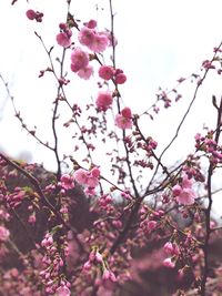 Low angle view of pink cherry blossom