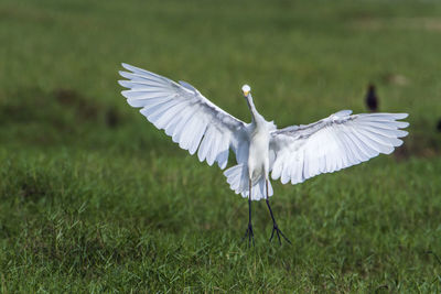 White bird flying over a field