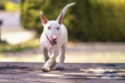 Portrait of dog standing outdoors