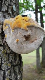 Close-up of fungus growing on tree trunk