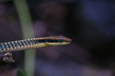 Close-up side view of a lizard on blurred background