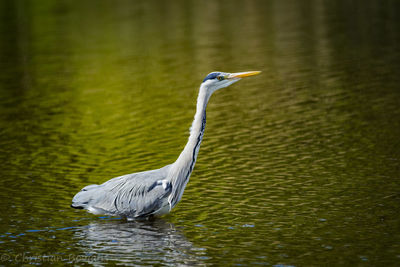 High angle view of gray heron in lake