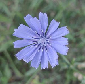 Close-up of purple blue flower