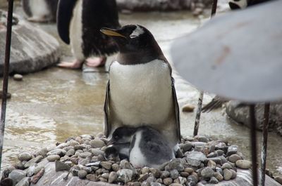 Close-up of bird in water