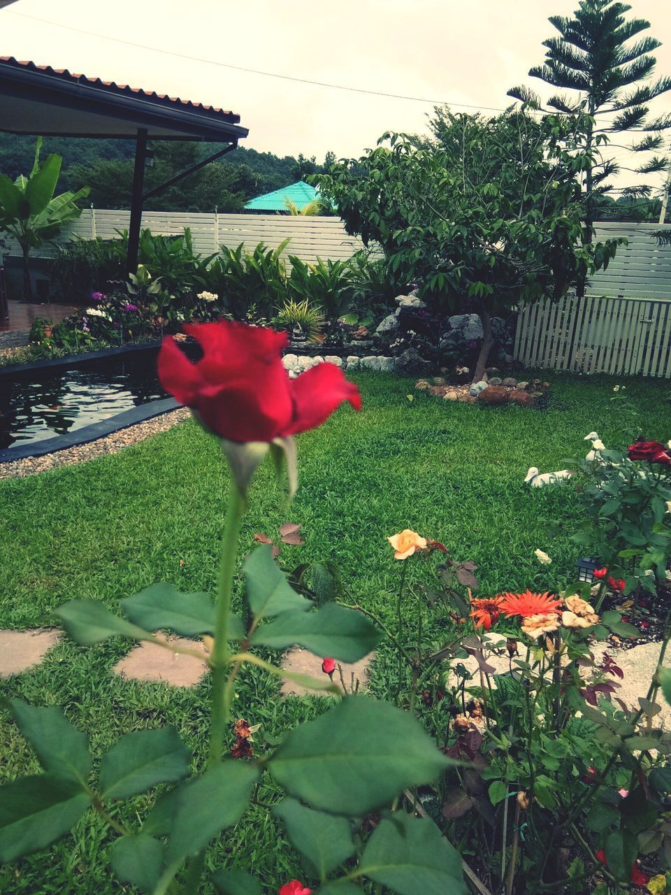 CLOSE-UP OF FLOWERING PLANTS IN YARD