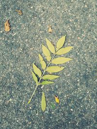 Close-up of leaf on footpath