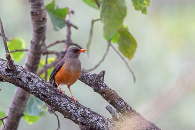 Close-up of bird perching on branch