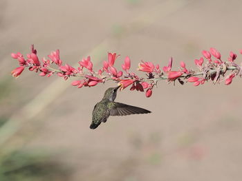 Close-up of bird flying