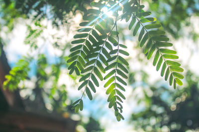 Low angle view of green leaves on tree