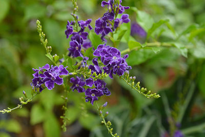 Close-up of purple flowering plants