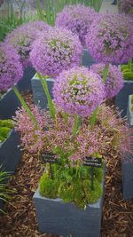 Purple flowers growing outdoors