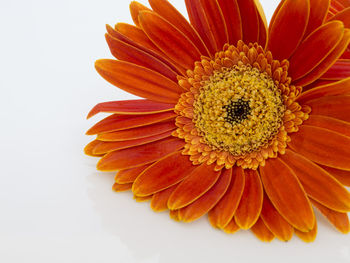 Close-up of orange flower over white background