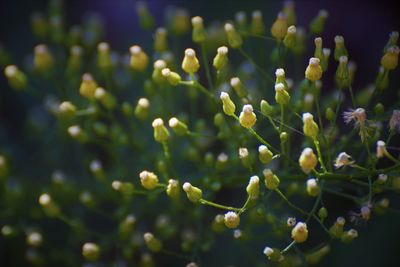 Close-up of flowering plant