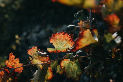 Close-up of autumn leaves on field