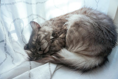 Close-up of cat sleeping