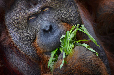 Close-up portrait of a monkey