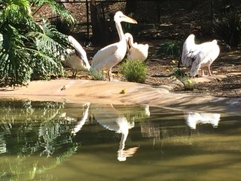 Birds in lake