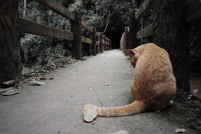 Cat sitting in a forest