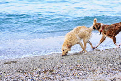 Dogs on shore at beach