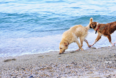 Dog on beach