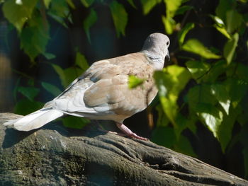 Close-up of bird perching outdoors