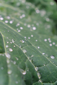 Close-up of raindrops on leaves