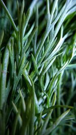 Full frame shot of fresh green plants