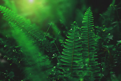 Close-up of fern leaves