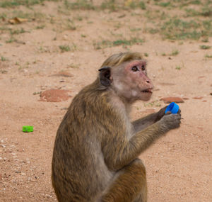 Close-up of monkey sitting outdoors