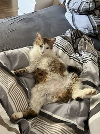 High angle view of cat sitting on sofa at home