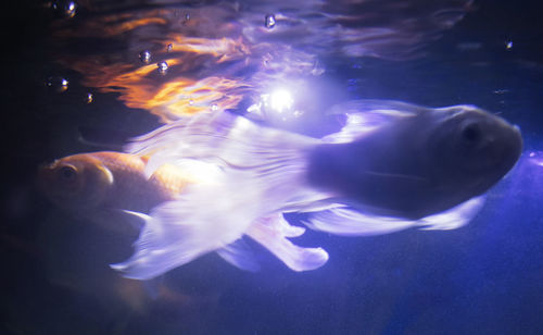 Close-up of jellyfish in sea