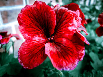 Close-up of red hibiscus flower