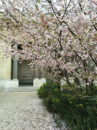Flowers blooming on tree