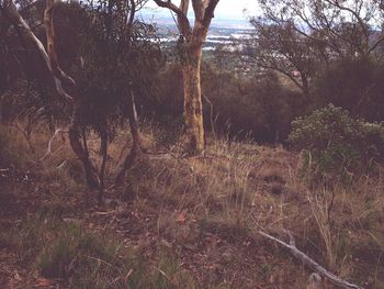 Trees in forest