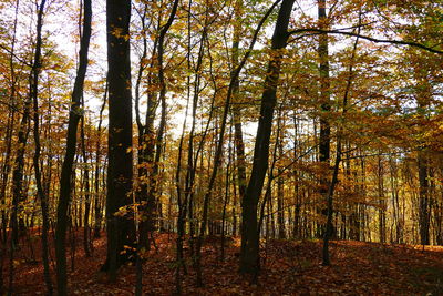 Trees in forest against sky