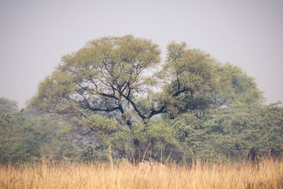Trees on field against clear sky