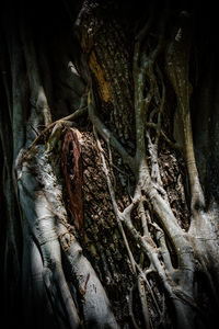 Close-up of tree trunk