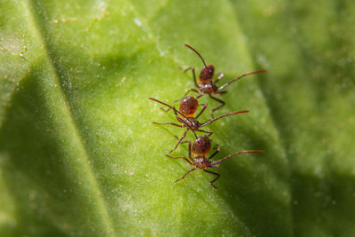 Close-up of ants on green leaf