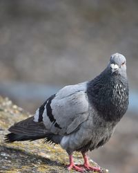 Close-up of bird perching outdoors