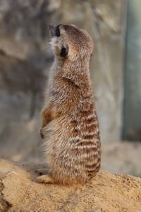 Meerkat sitting on rock