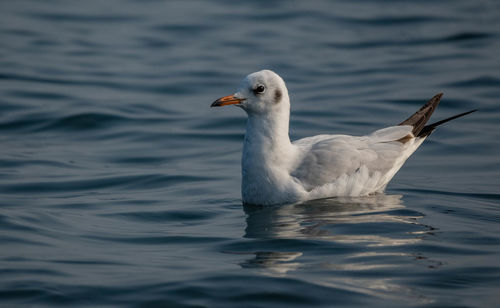 Close-up of a bird