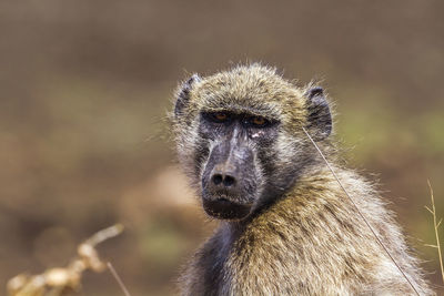 Close-up of a monkey